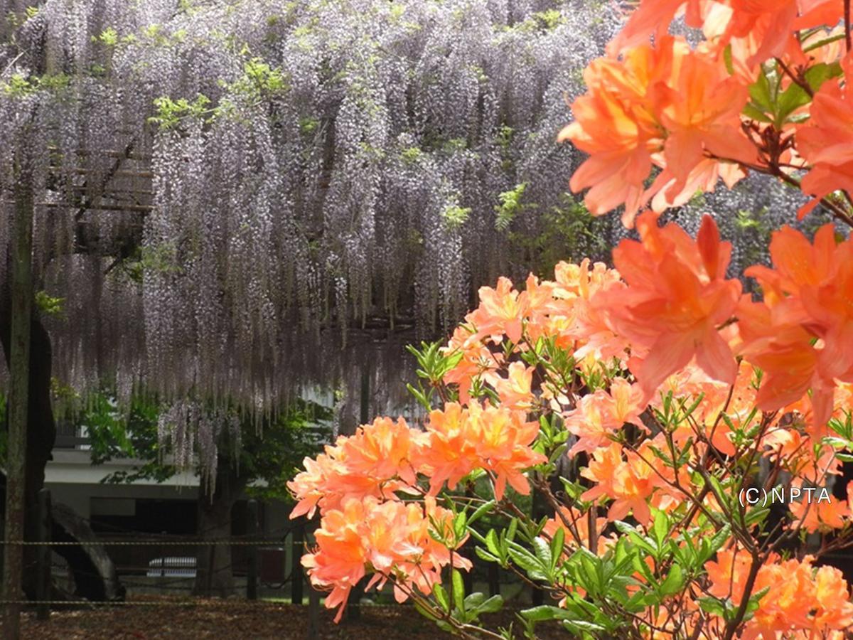 Le Grand Kyu Karuizawa Hotel Eksteriør billede